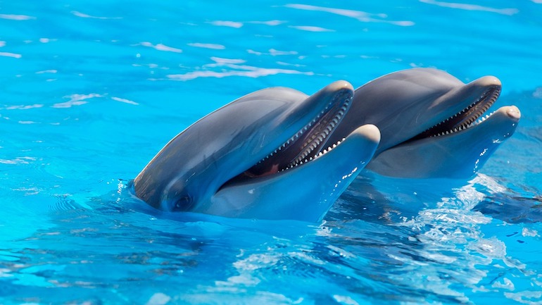 два дельфина