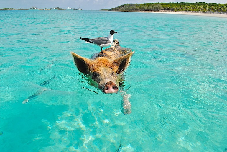 Плавающая свинья